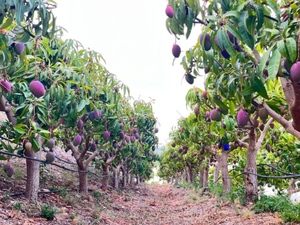 GELEGENHEIT: PRODUKTIVE RUSTIKALE FINCA MIT 2 WOHNHÄUSERN „Meerblick" — BENAJARAFE ALTO, VÉLEZ-MÁLAGA