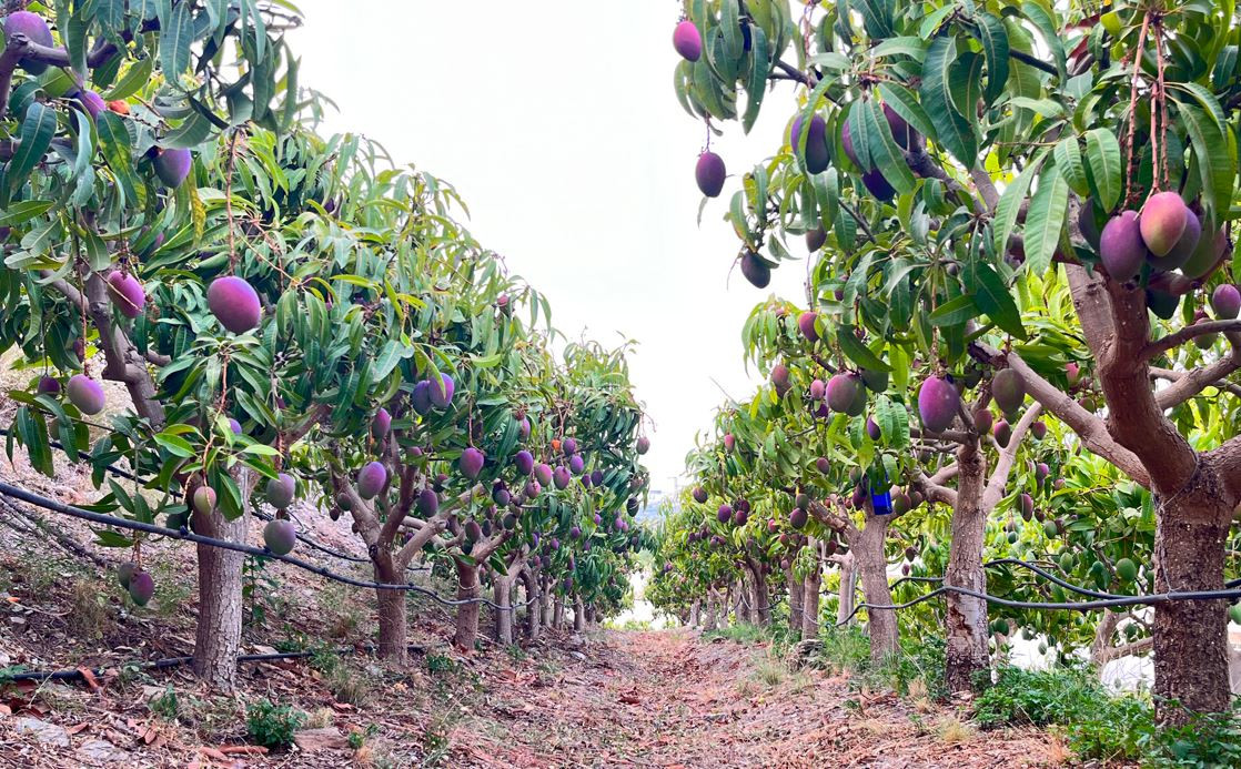 GELEGENHEIT: PRODUKTIVE RUSTIKALE FINCA MIT 2 WOHNHÄUSERN „Meerblick" — BENAJARAFE ALTO, VÉLEZ-MÁLAGA